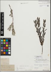 Foto von Salix repens subsp. incubacea (L.) A. Neumann